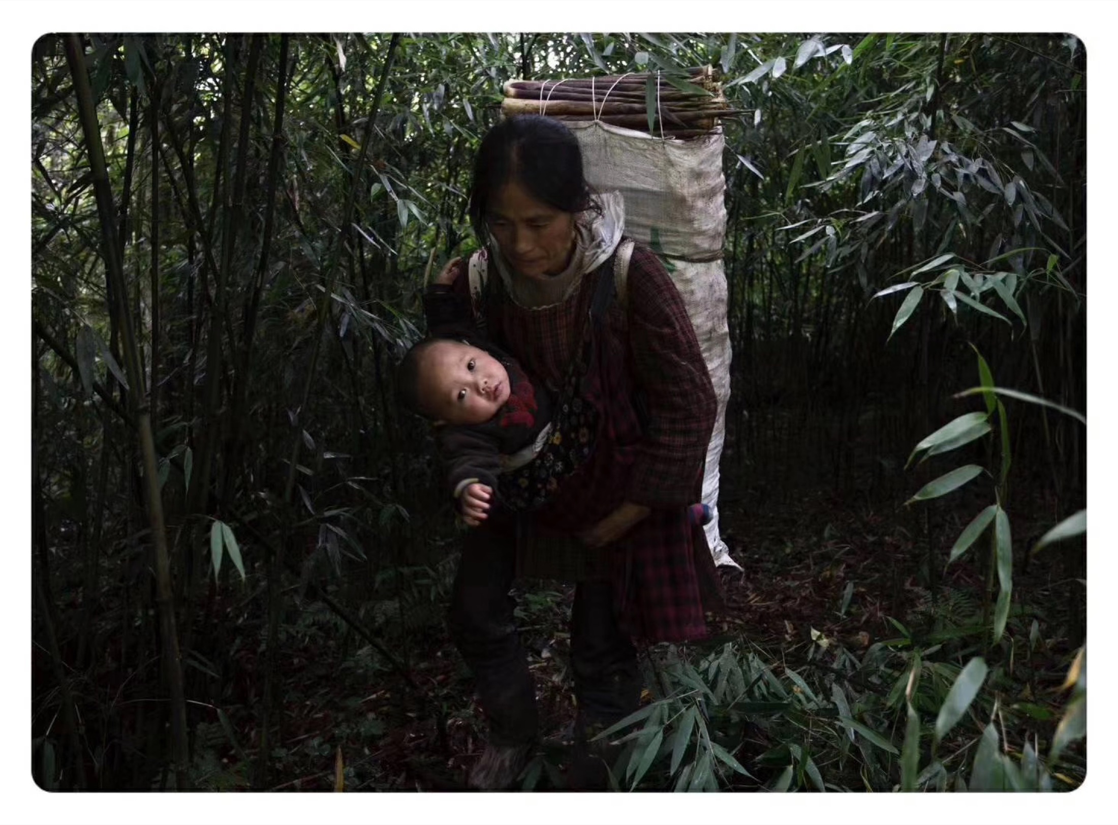 竹林中的女性采笋人与孩子